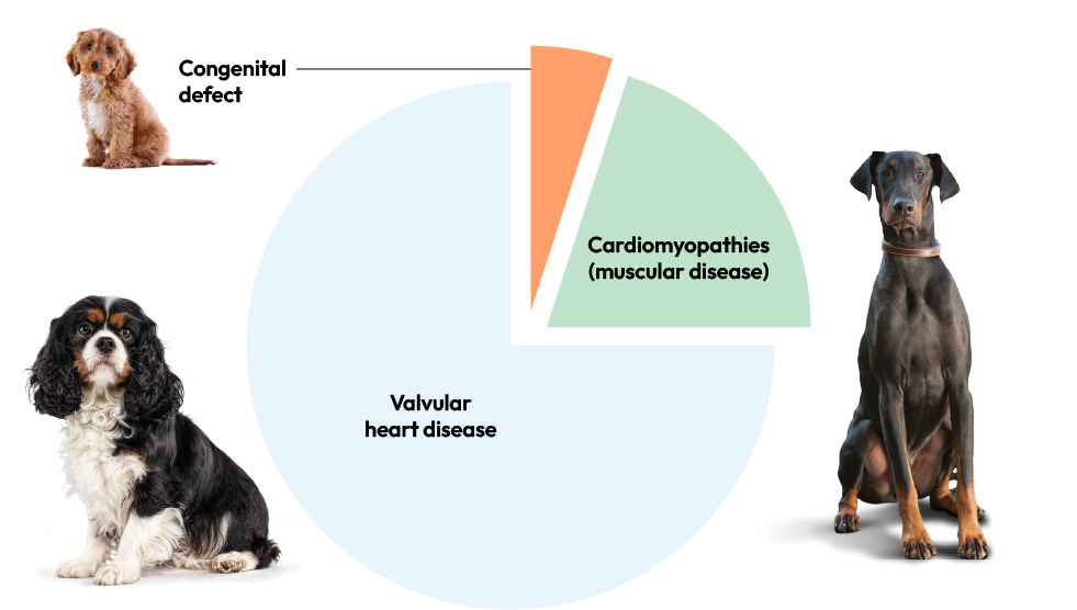CHD pie chart