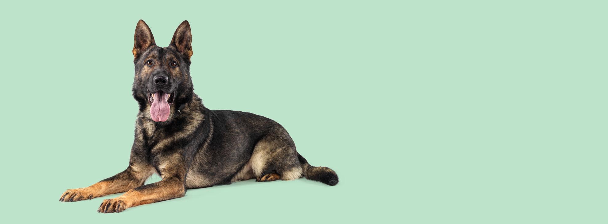 German Shepard hero banner