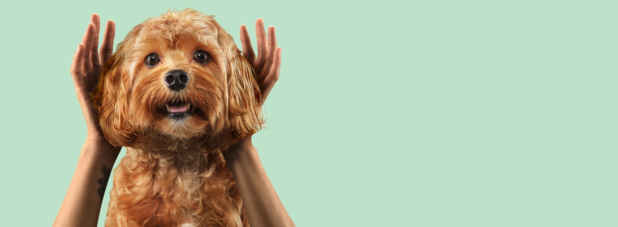 Caninebeat hero banner