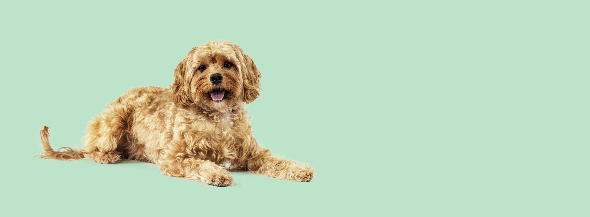 Canine Beat Hero Banner