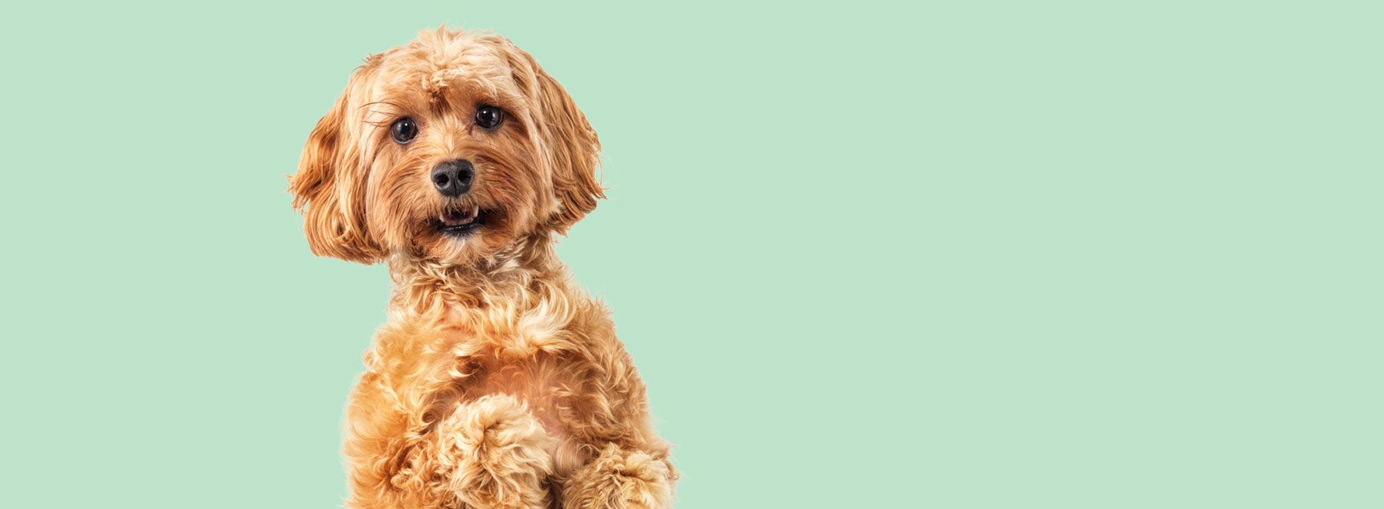 Hero Banner Listen Study