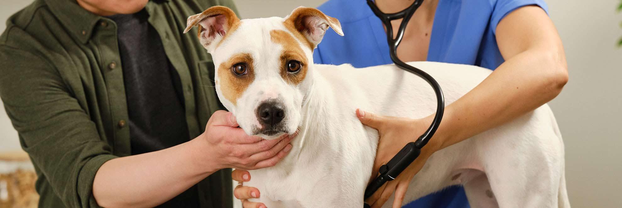  Doctor with a stethoscope on a dog.