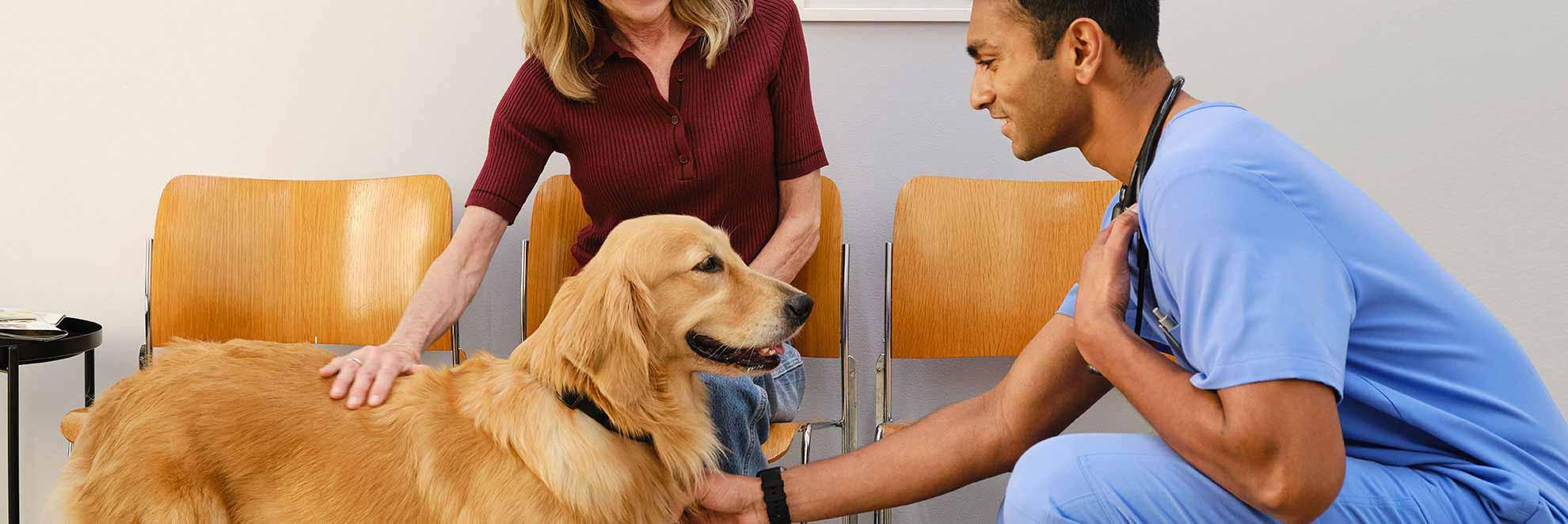 A vet petting a golden retriever along with his owner