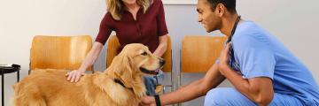 A vet petting a golden retriever along with his owner