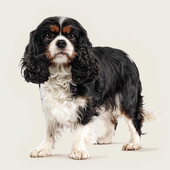 A standing Cavalier King Charles Spaniel