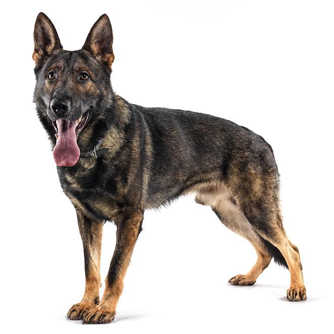 German Shepherd
