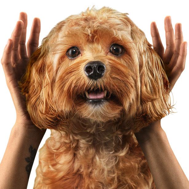 Hear more dog